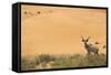 Greater Kudu (Tragelaphus Strepsiceros) Male by Sand Dunes-Staffan Widstrand-Framed Stretched Canvas