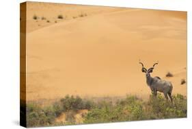 Greater Kudu (Tragelaphus Strepsiceros) Male by Sand Dunes-Staffan Widstrand-Stretched Canvas