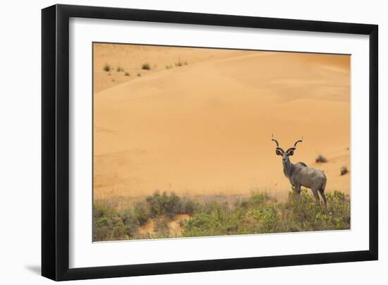 Greater Kudu (Tragelaphus Strepsiceros) Male by Sand Dunes-Staffan Widstrand-Framed Photographic Print