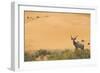 Greater Kudu (Tragelaphus Strepsiceros) Male by Sand Dunes-Staffan Widstrand-Framed Photographic Print