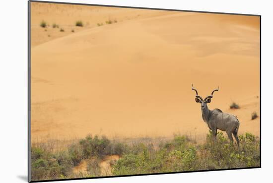 Greater Kudu (Tragelaphus Strepsiceros) Male by Sand Dunes-Staffan Widstrand-Mounted Photographic Print