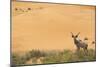 Greater Kudu (Tragelaphus Strepsiceros) Male by Sand Dunes-Staffan Widstrand-Mounted Photographic Print