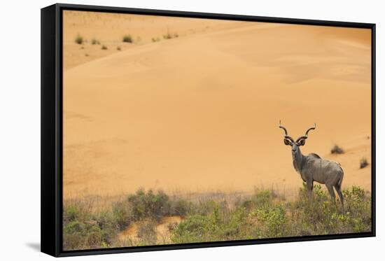 Greater Kudu (Tragelaphus Strepsiceros) Male by Sand Dunes-Staffan Widstrand-Framed Stretched Canvas