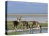 Greater Kudu (Tragelaphus Strepsiceros) Males at Seasonal Water on Etosha Pan, Namibia, Africa-Steve & Ann Toon-Stretched Canvas