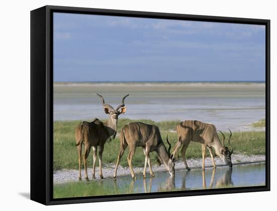 Greater Kudu (Tragelaphus Strepsiceros) Males at Seasonal Water on Etosha Pan, Namibia, Africa-Steve & Ann Toon-Framed Stretched Canvas