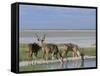 Greater Kudu (Tragelaphus Strepsiceros) Males at Seasonal Water on Etosha Pan, Namibia, Africa-Steve & Ann Toon-Framed Stretched Canvas