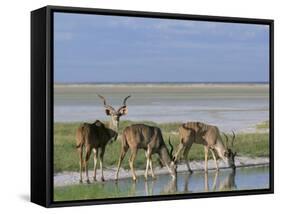 Greater Kudu (Tragelaphus Strepsiceros) Males at Seasonal Water on Etosha Pan, Namibia, Africa-Steve & Ann Toon-Framed Stretched Canvas