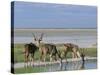 Greater Kudu (Tragelaphus Strepsiceros) Males at Seasonal Water on Etosha Pan, Namibia, Africa-Steve & Ann Toon-Stretched Canvas