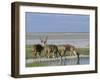 Greater Kudu (Tragelaphus Strepsiceros) Males at Seasonal Water on Etosha Pan, Namibia, Africa-Steve & Ann Toon-Framed Photographic Print