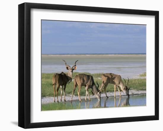 Greater Kudu (Tragelaphus Strepsiceros) Males at Seasonal Water on Etosha Pan, Namibia, Africa-Steve & Ann Toon-Framed Photographic Print