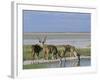 Greater Kudu (Tragelaphus Strepsiceros) Males at Seasonal Water on Etosha Pan, Namibia, Africa-Steve & Ann Toon-Framed Photographic Print