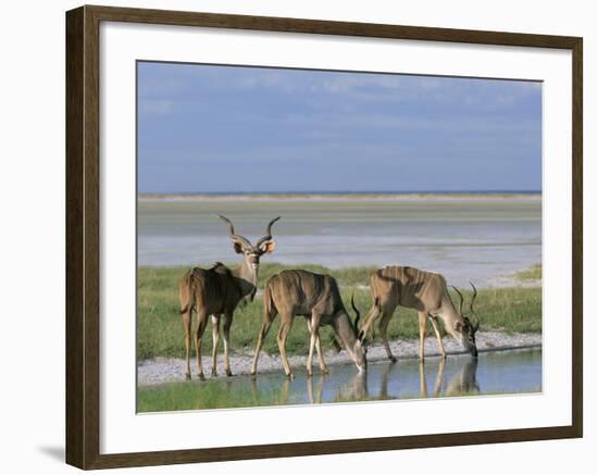 Greater Kudu (Tragelaphus Strepsiceros) Males at Seasonal Water on Etosha Pan, Namibia, Africa-Steve & Ann Toon-Framed Photographic Print