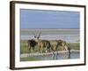 Greater Kudu (Tragelaphus Strepsiceros) Males at Seasonal Water on Etosha Pan, Namibia, Africa-Steve & Ann Toon-Framed Photographic Print