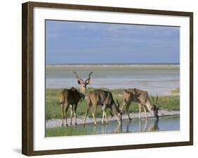 Greater Kudu (Tragelaphus Strepsiceros) Males at Seasonal Water on Etosha Pan, Namibia, Africa-Steve & Ann Toon-Framed Photographic Print