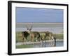 Greater Kudu (Tragelaphus Strepsiceros) Males at Seasonal Water on Etosha Pan, Namibia, Africa-Steve & Ann Toon-Framed Photographic Print