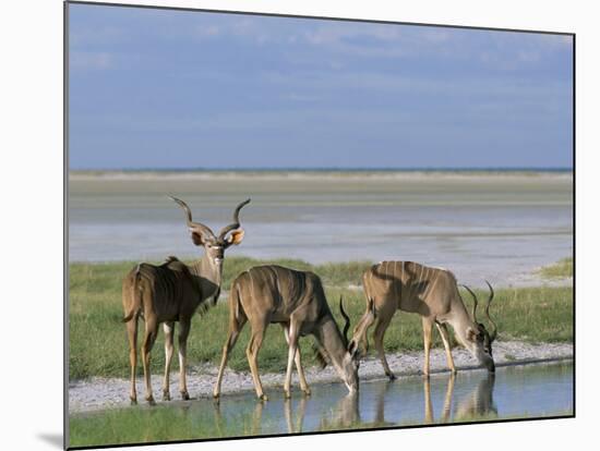 Greater Kudu (Tragelaphus Strepsiceros) Males at Seasonal Water on Etosha Pan, Namibia, Africa-Steve & Ann Toon-Mounted Photographic Print