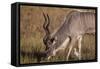 Greater Kudu-Michele Westmorland-Framed Stretched Canvas