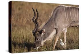 Greater Kudu-Michele Westmorland-Stretched Canvas