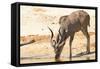 Greater Kudu-Forgiss-Framed Stretched Canvas