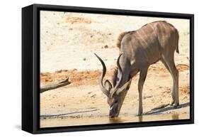 Greater Kudu-Forgiss-Framed Stretched Canvas