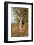 Greater Kudu-Michele Westmorland-Framed Photographic Print