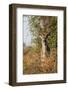 Greater Kudu-Michele Westmorland-Framed Photographic Print