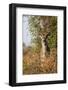 Greater Kudu-Michele Westmorland-Framed Photographic Print