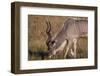 Greater Kudu-Michele Westmorland-Framed Photographic Print