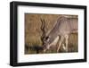 Greater Kudu-Michele Westmorland-Framed Photographic Print