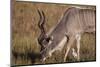 Greater Kudu-Michele Westmorland-Mounted Photographic Print