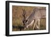 Greater Kudu-Michele Westmorland-Framed Photographic Print