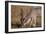 Greater Kudu-Michele Westmorland-Framed Photographic Print