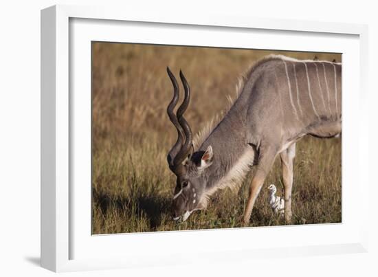 Greater Kudu-Michele Westmorland-Framed Photographic Print