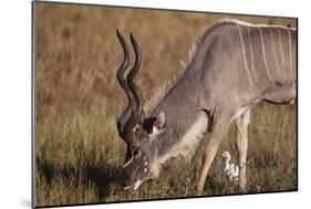 Greater Kudu-Michele Westmorland-Mounted Photographic Print