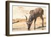 Greater Kudu-Forgiss-Framed Photographic Print