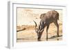 Greater Kudu-Forgiss-Framed Photographic Print