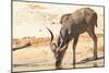 Greater Kudu-Forgiss-Mounted Photographic Print