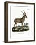 Greater Kudu-null-Framed Giclee Print