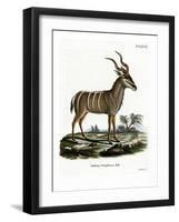 Greater Kudu-null-Framed Giclee Print