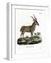 Greater Kudu-null-Framed Giclee Print