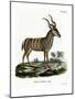 Greater Kudu-null-Mounted Giclee Print