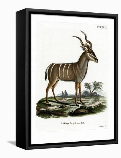 Greater Kudu-null-Framed Stretched Canvas