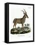 Greater Kudu-null-Framed Stretched Canvas