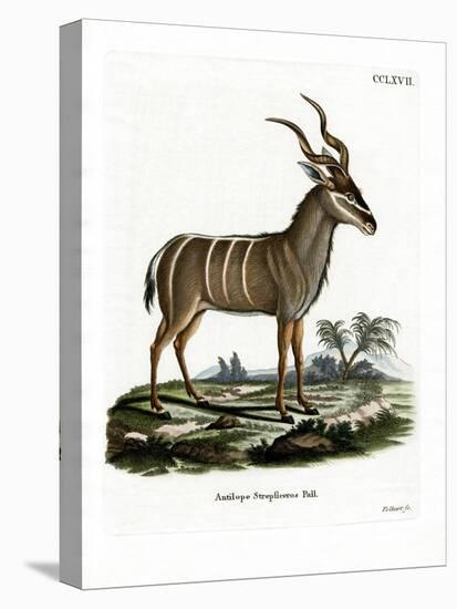 Greater Kudu-null-Stretched Canvas
