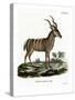 Greater Kudu-null-Stretched Canvas