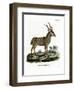 Greater Kudu-null-Framed Premium Giclee Print