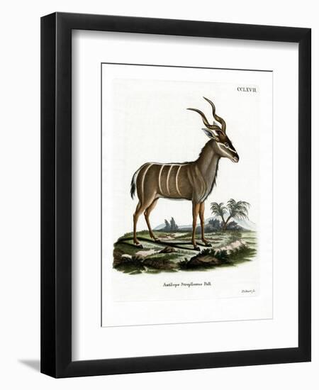 Greater Kudu-null-Framed Premium Giclee Print