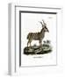 Greater Kudu-null-Framed Premium Giclee Print