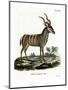 Greater Kudu-null-Mounted Premium Giclee Print
