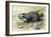 Greater Mole Rat (Spalax Microphthalmus), Spalacidae-null-Framed Giclee Print